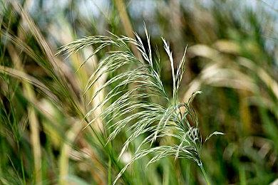 CJ 2023：《逆神者》、《从风行》和魂系新游《达巴：水痕之地》公布